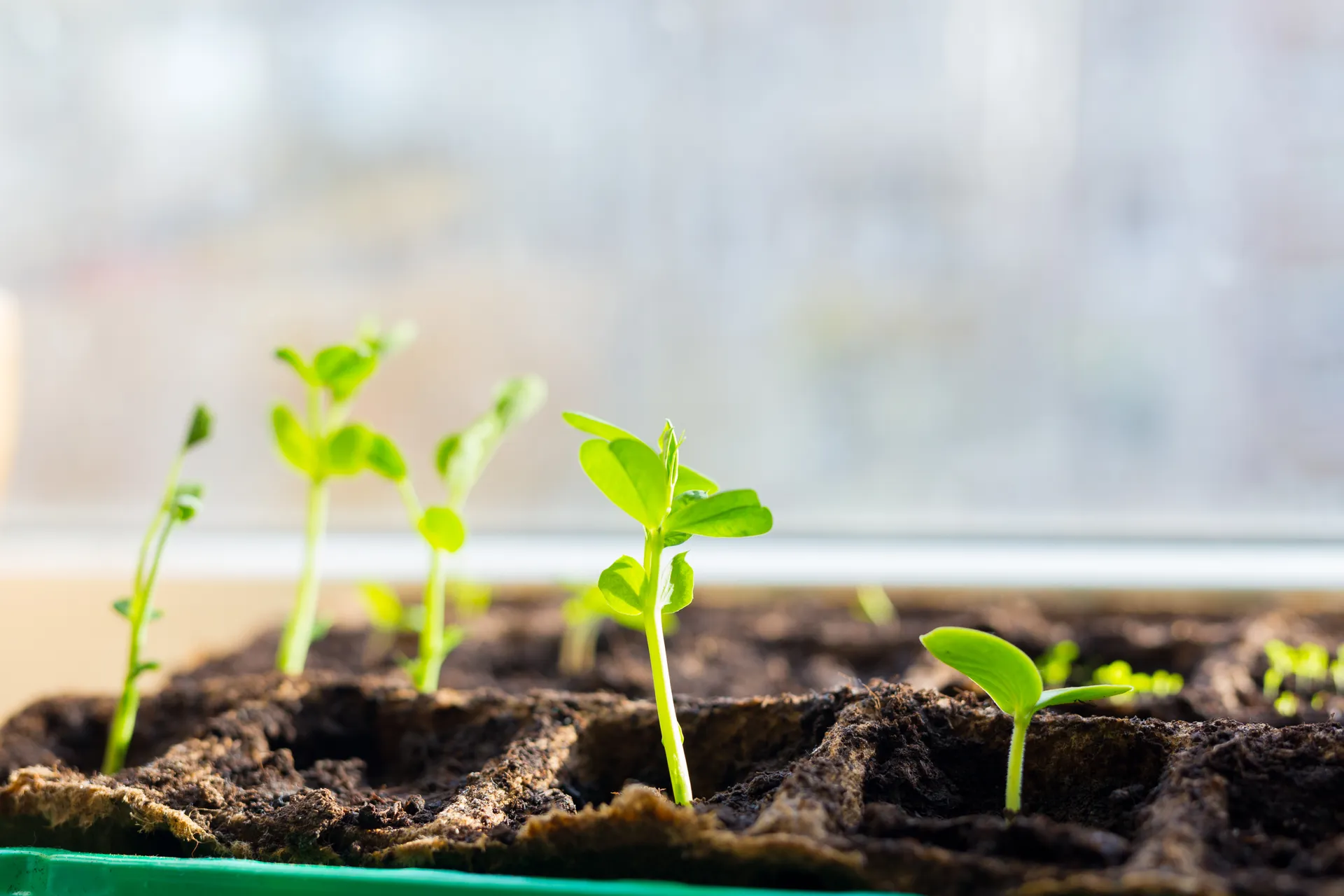 seedlings