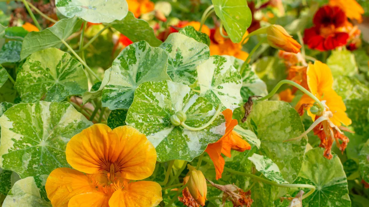 nasturtiums