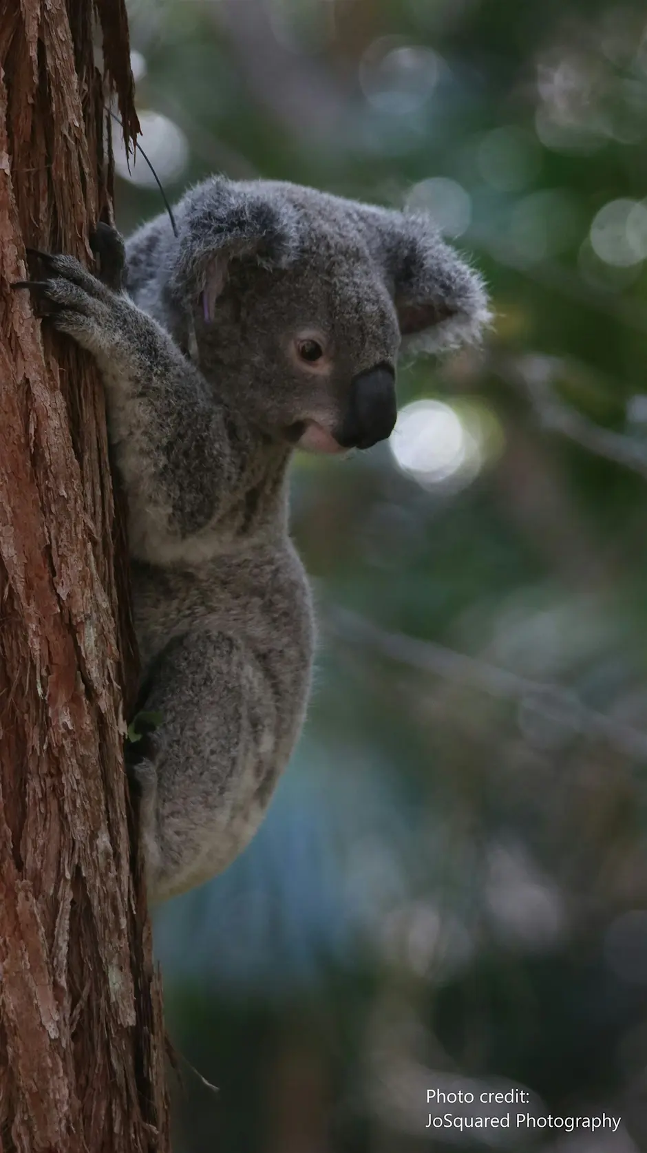 koala