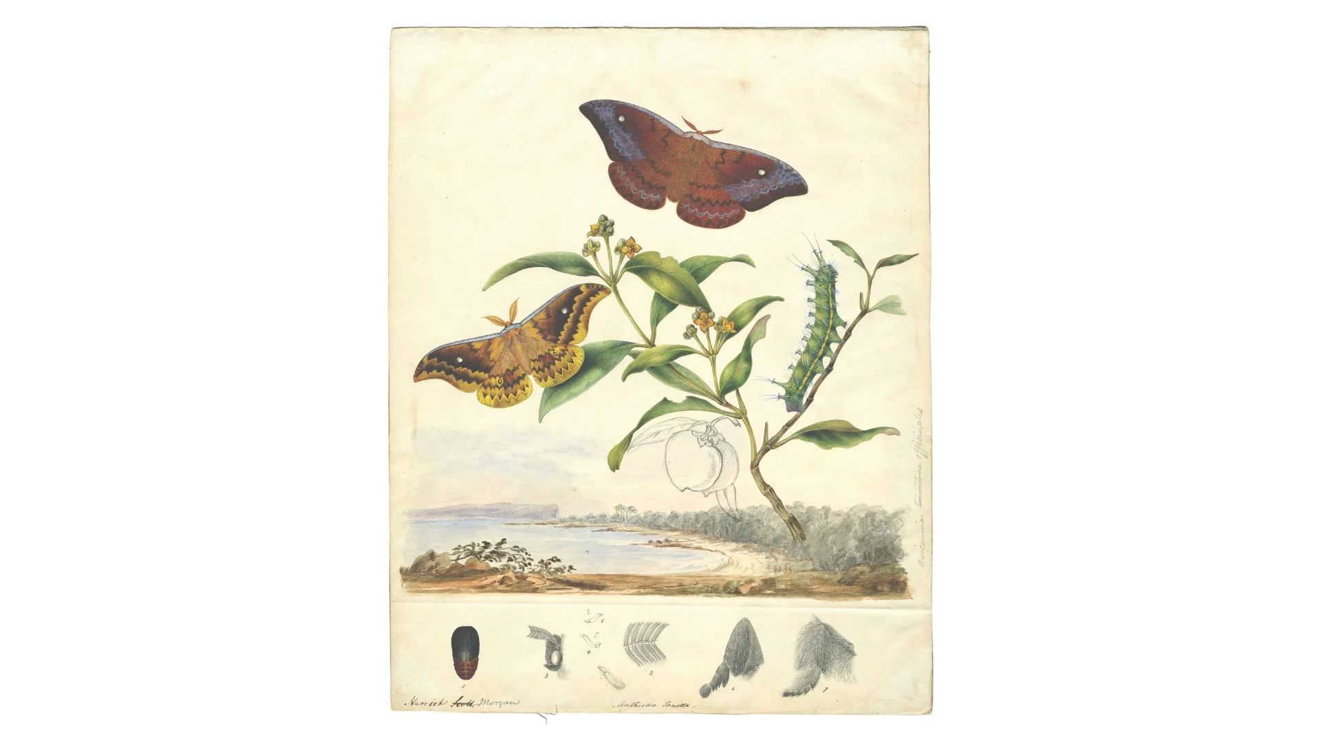 Scott Sisters illustration