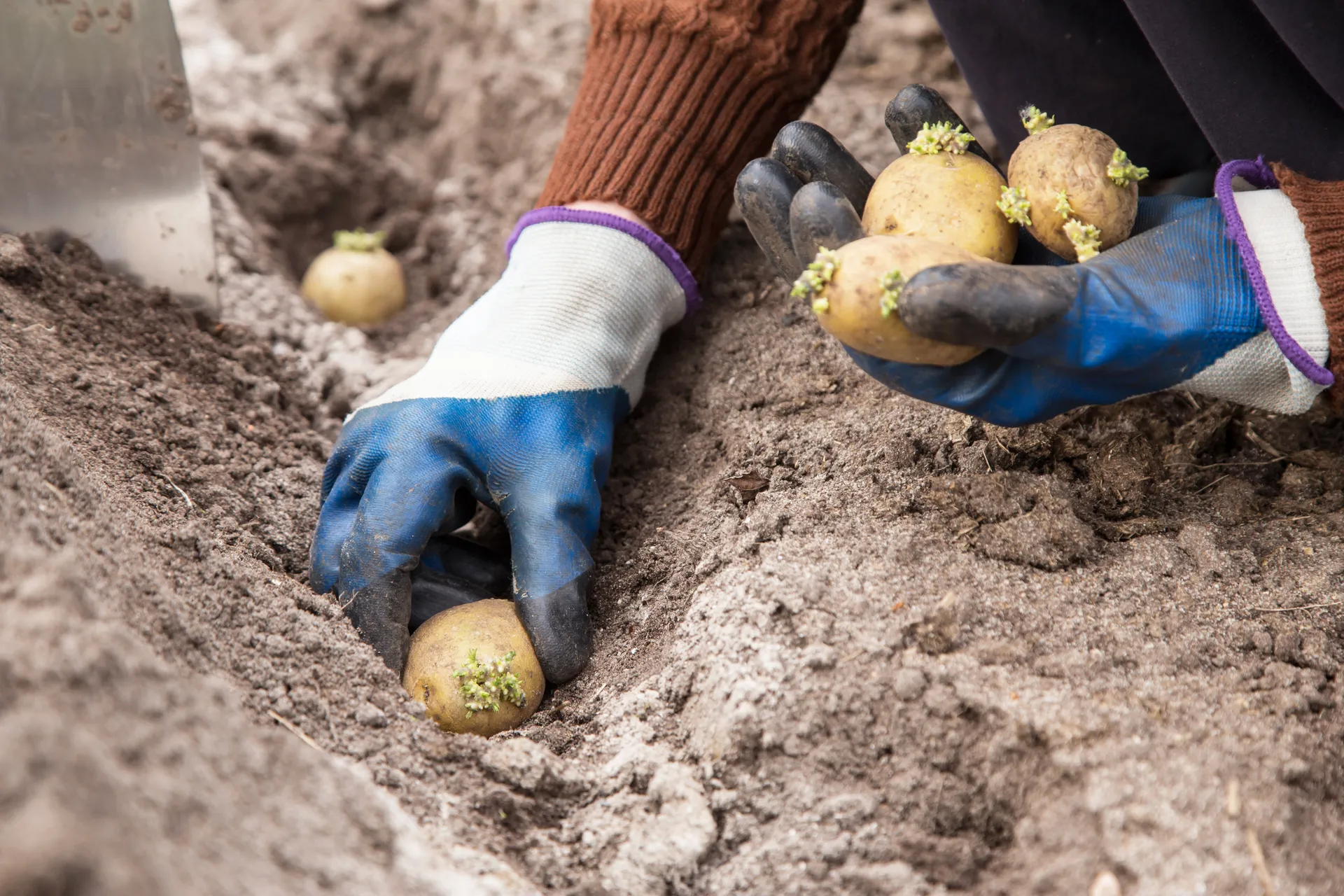 planting seed potatoes
