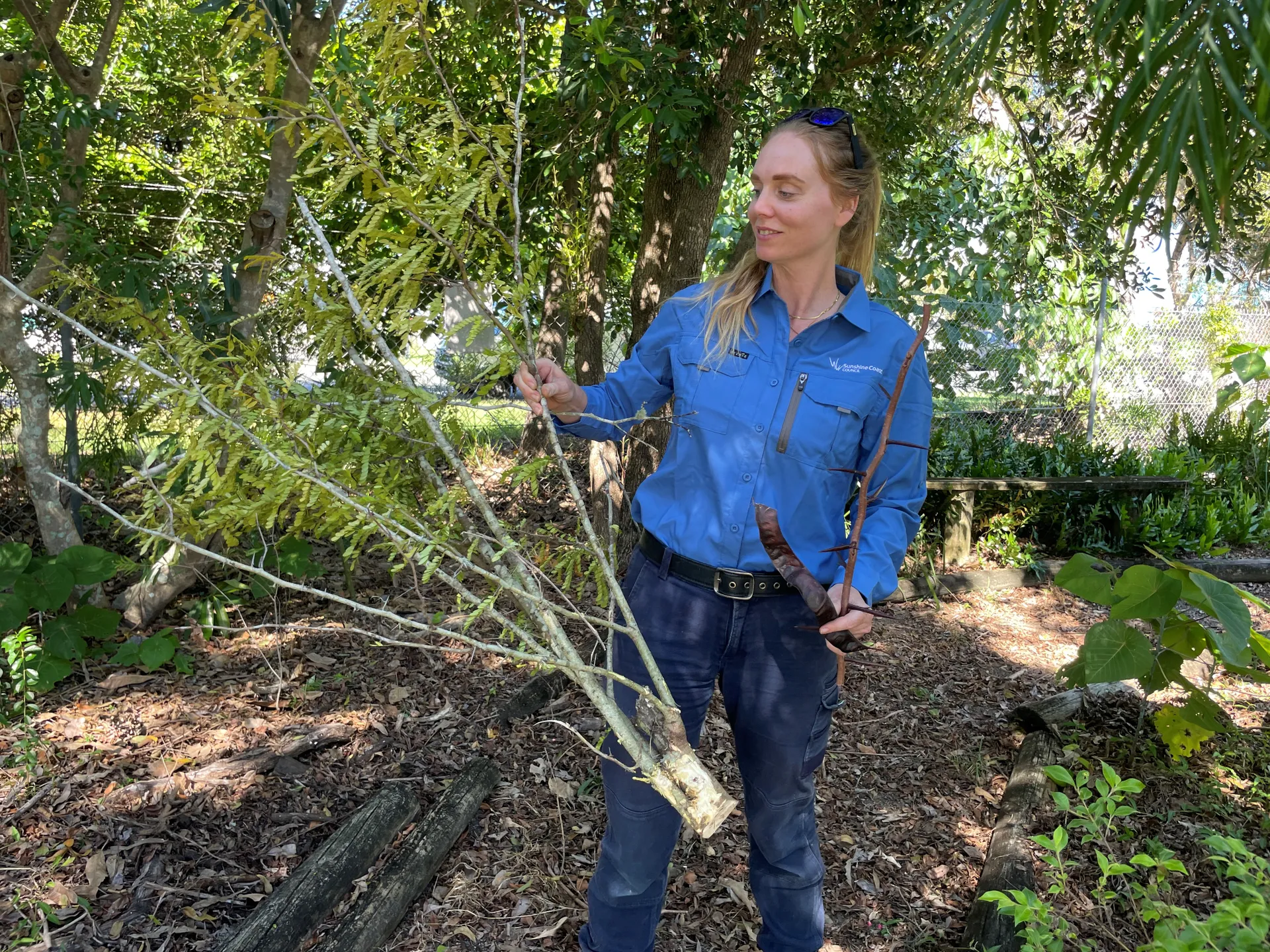 A woman in Council uniform holds up parts of a young honey locust plant, including foliage, seed pod and spiny stem.