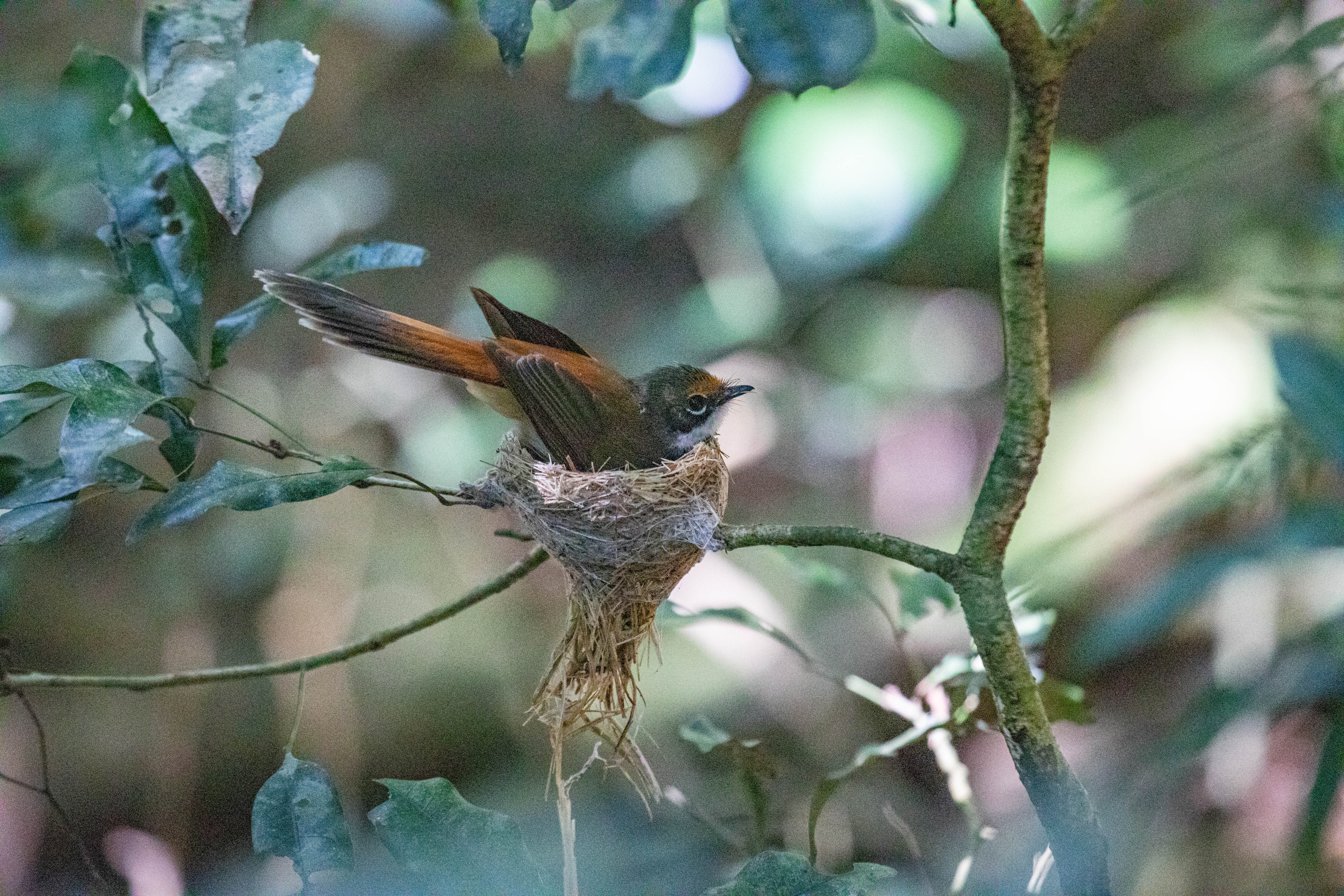 A Rufous Fantail bird sits on a nest. 