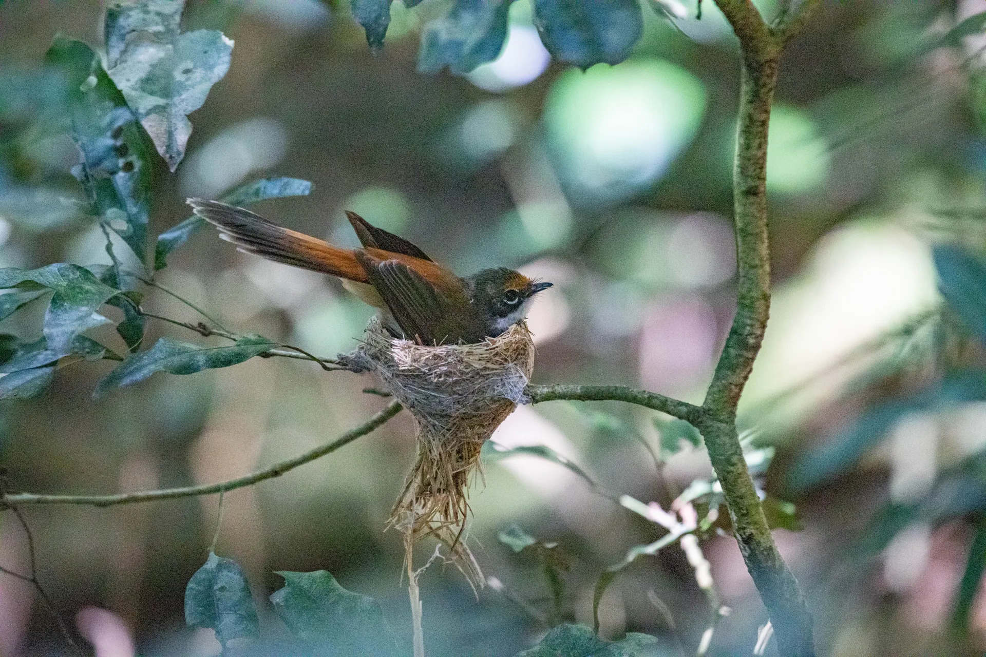 A Rufous Fantail bird sits on a nest.