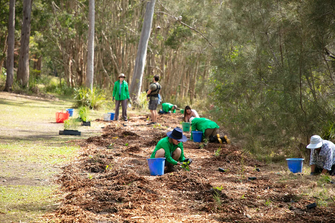 Lake%20Weyba%20Bushcare%20Group%20-%20group%20planting.jpg