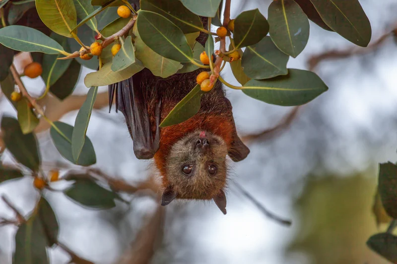 bats%2C%20bees%20and%20blossoms.jpg