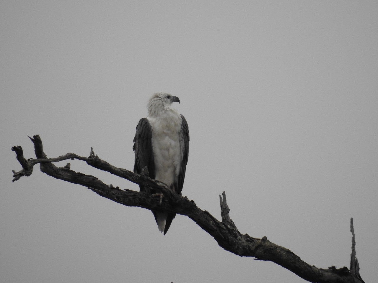 White bellied Sea Eagle. Photo courtesy Jane Powell.
