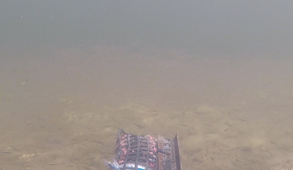 Small fish and glass shrimp in Brightwater Lake captured by BRUV surveys in 2022.