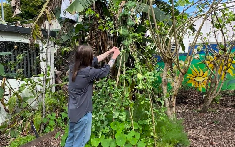 A person harvesting seeds