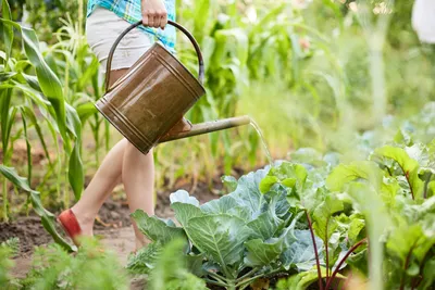 lady watering the vegetable garden with a watering can