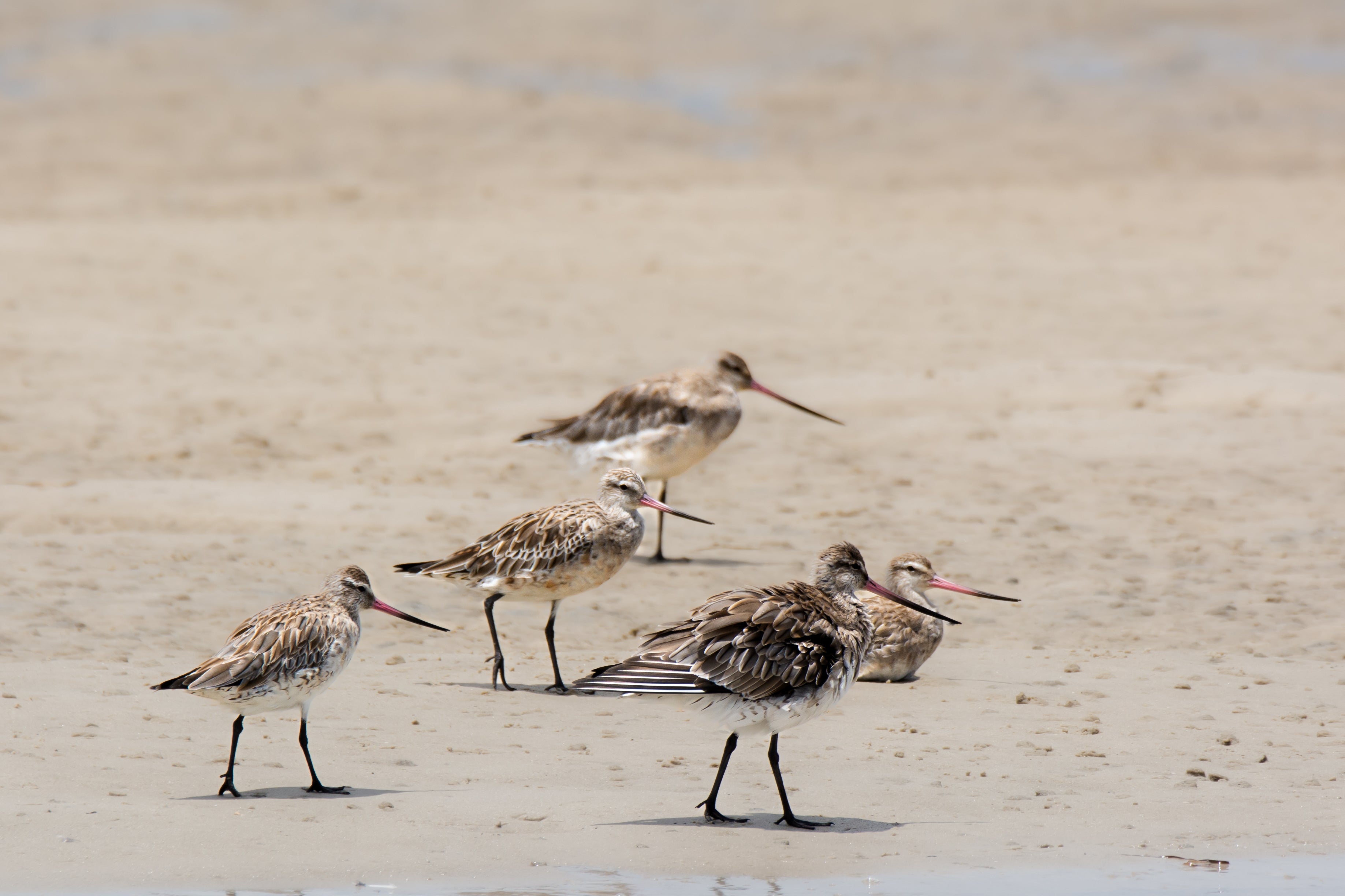 bar-tailed godwits