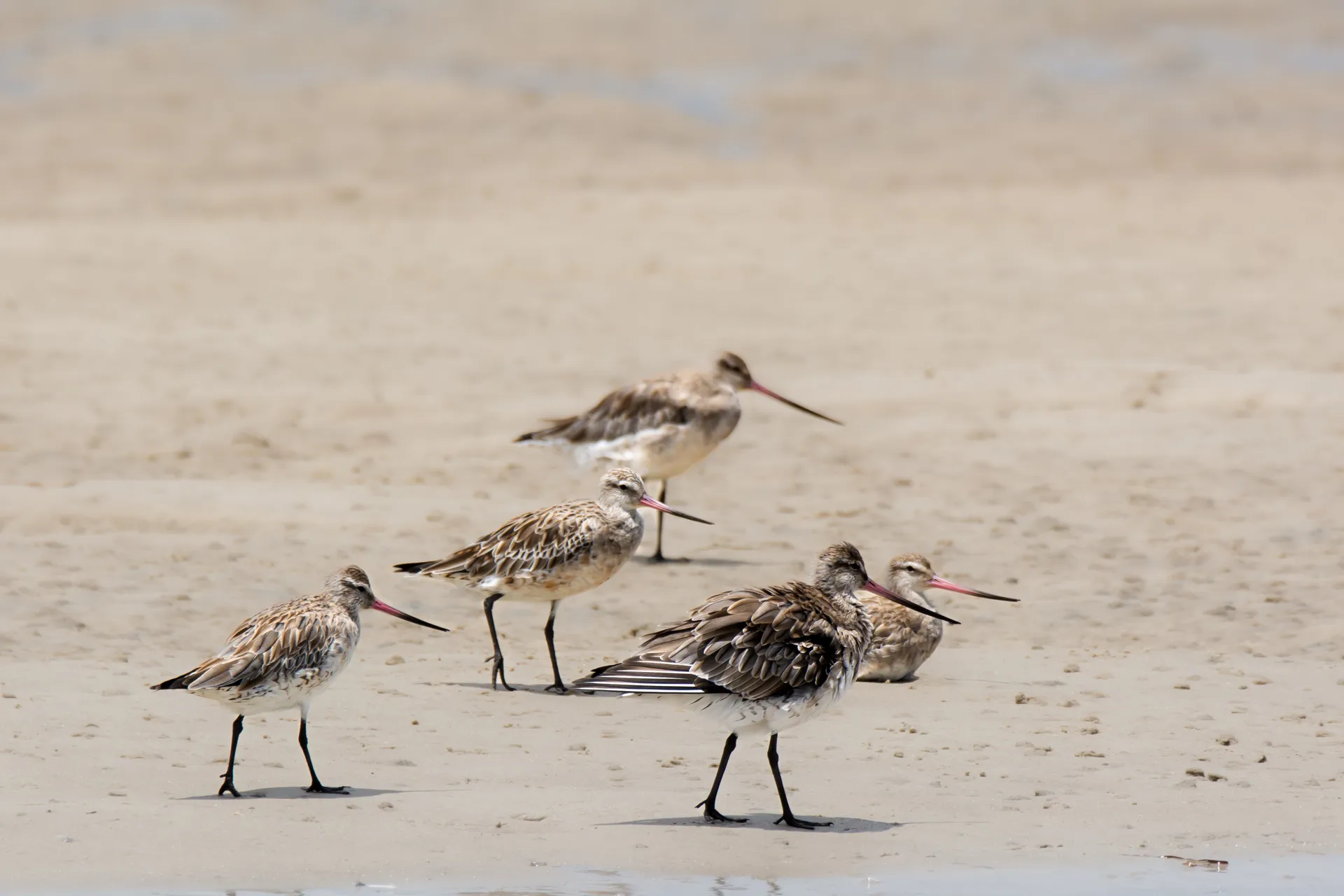 bar-tailed godwits