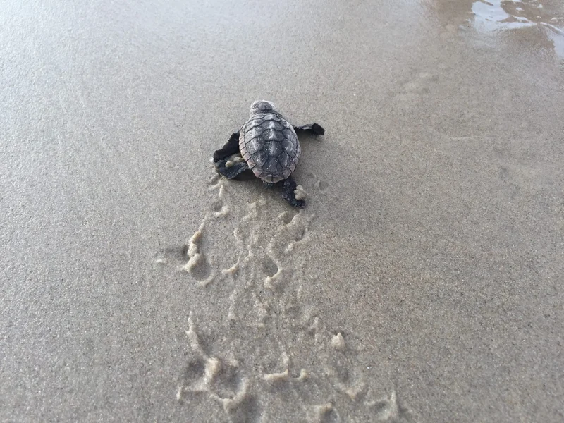Turtle hatchling heading towards the sea.