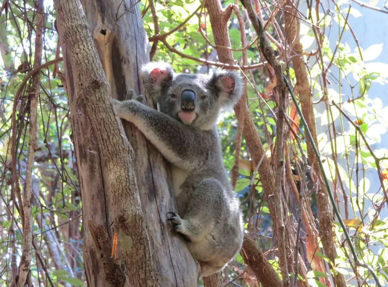koala in tree