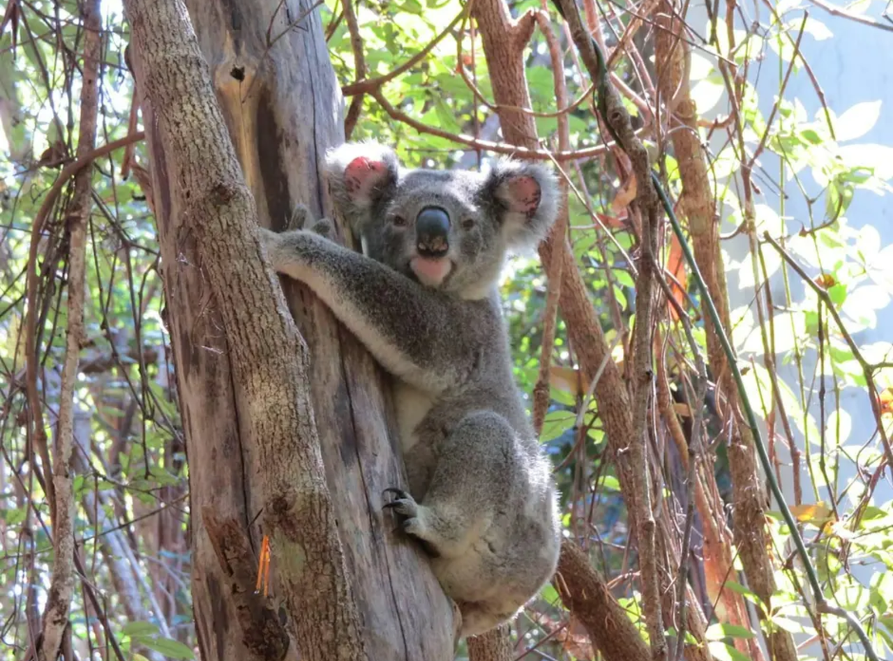 koala in tree