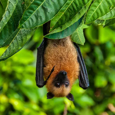 Flying fox hanging in a tree