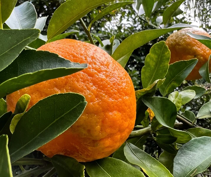 Citrus-Care-workshop-scaled.jpeg