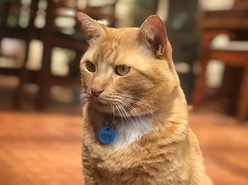 A-beautiful-registered-cat-1.jpg