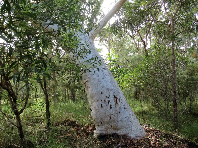 Scribbly-gum-at-Doonan-Creek-ER-scaled.jpg