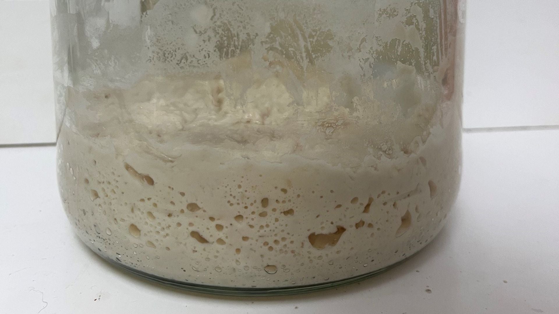 sourdough starter