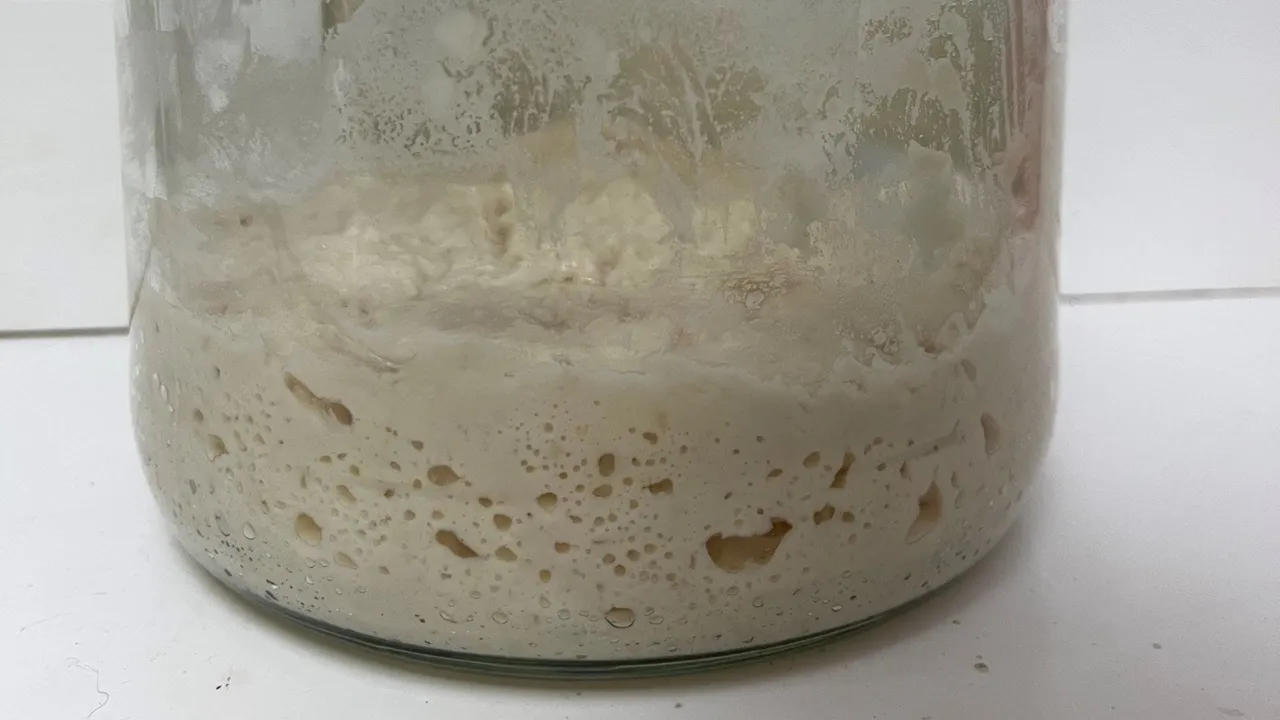sourdough starter
