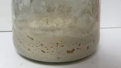 sourdough starter