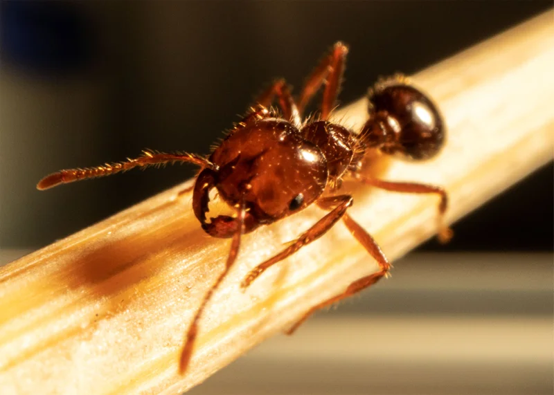 Fireant%20.jpg