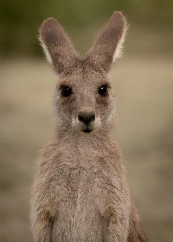 Young-kangaroo6_Julie-OConnor-1-733x1024.jpg