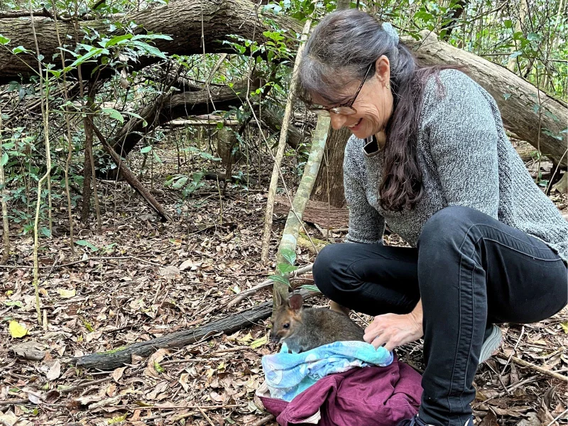 Layla the pademelon emerges from her blanket pouch into the rainforest.