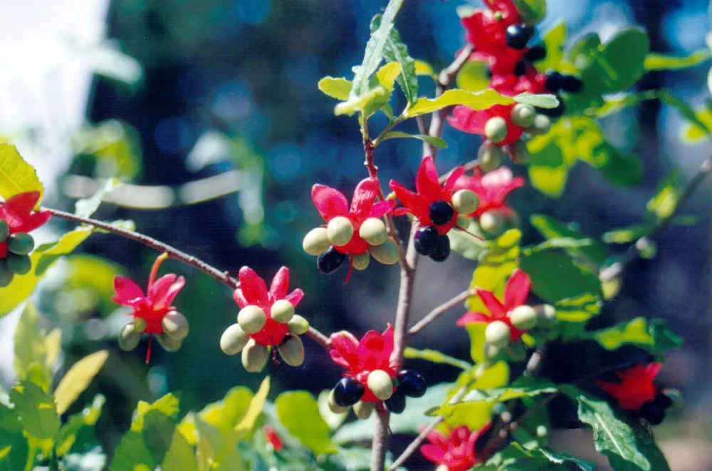 Ochna-fruit-and-flowers.jpg