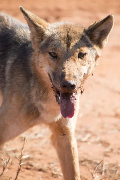 Wild dog.