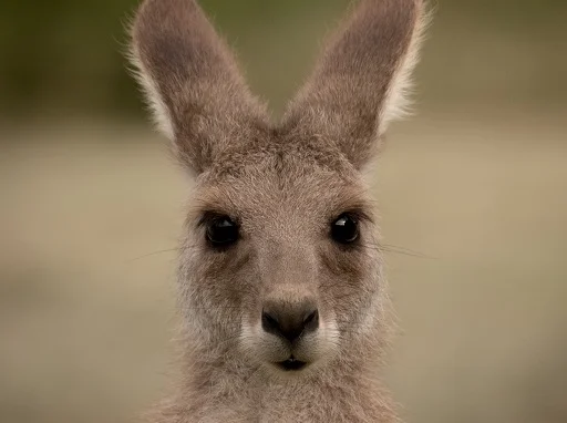 Young Kangaroo