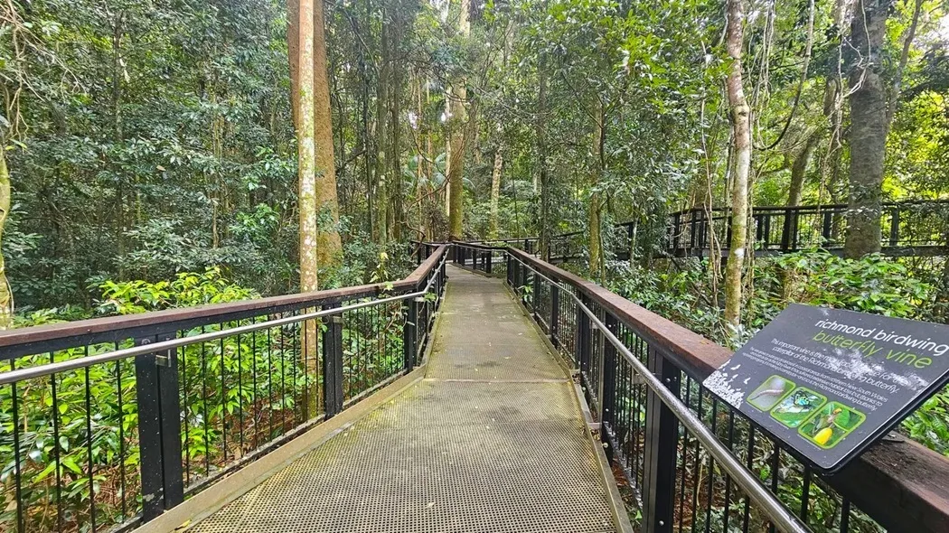 Mary Cairncross Scenic Reserve canopy walk - wooden bridge with railings and signage with greenery of the rainforest along both sides