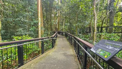 Mary Cairncross Scenic Reserve canopy walk - wooden bridge with railings and signage with greenery of the rainforest along both sides