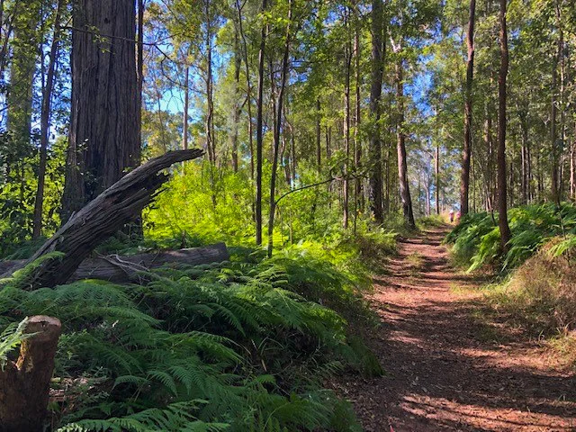 Where forest trails and flowing creeks meet