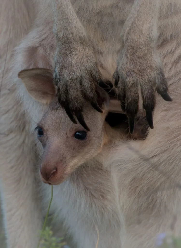 Eastern-grey-kangaroo7-750x1024.jpg