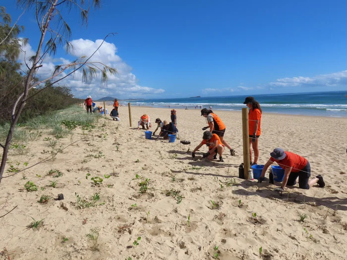 Community members work together at a planting event to protect dune areas.