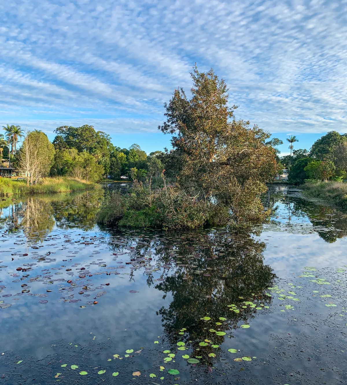 Mapleton Lilyponds and National Park Forest Loop