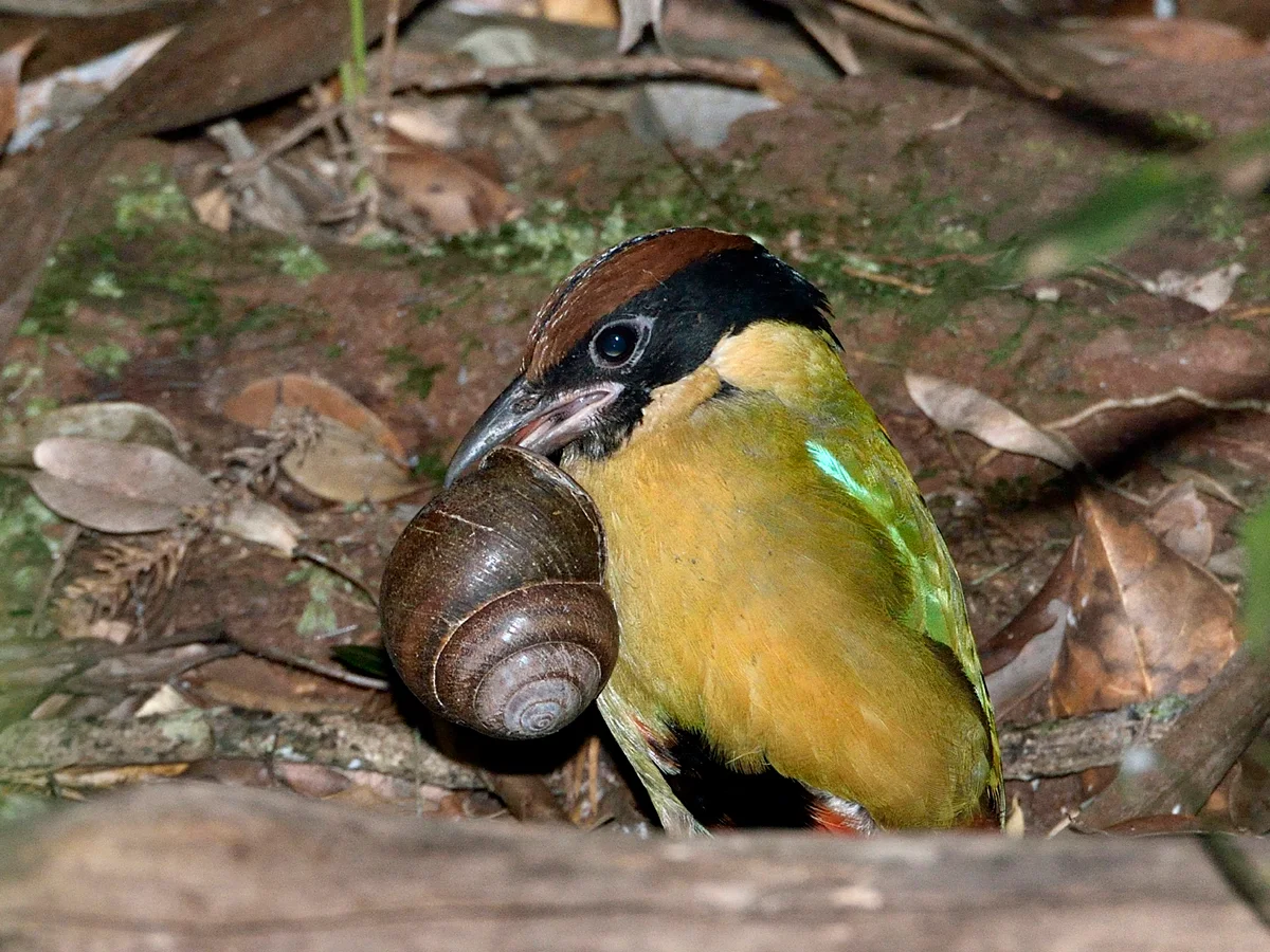 A Noisy pitta stands on the forest floor of dark, damp leaf litter. In its beak, it holds a large, glossy rainforest snail. The bird's head and nape are black with a chestnut crown. It has a distinctive black facial stripe over the eye. Its underpart is a dull yellow, and it has a small, blue shoulder patch. The tail is black, with a small red patch under the tail. 