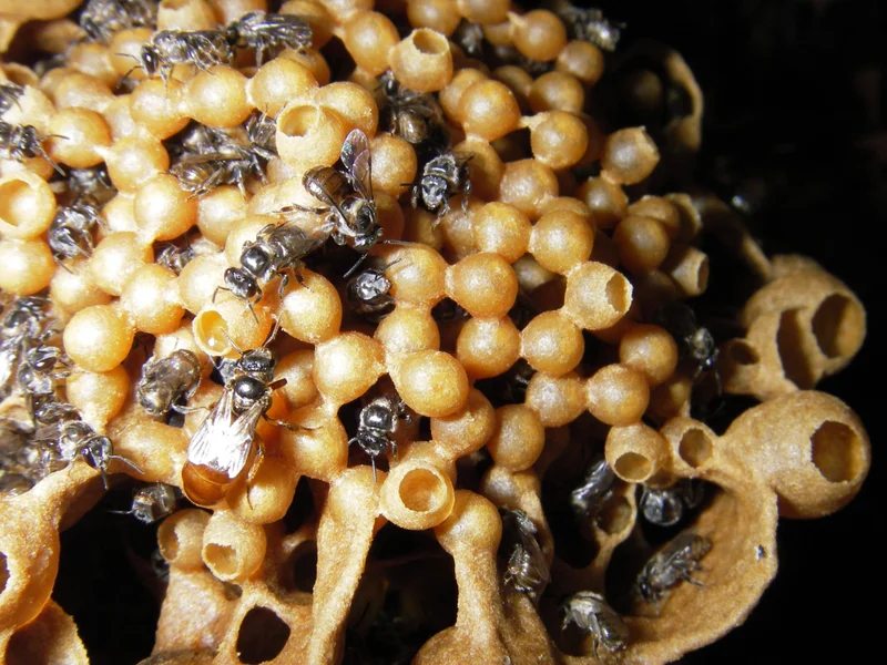 Native stinless bees in hive