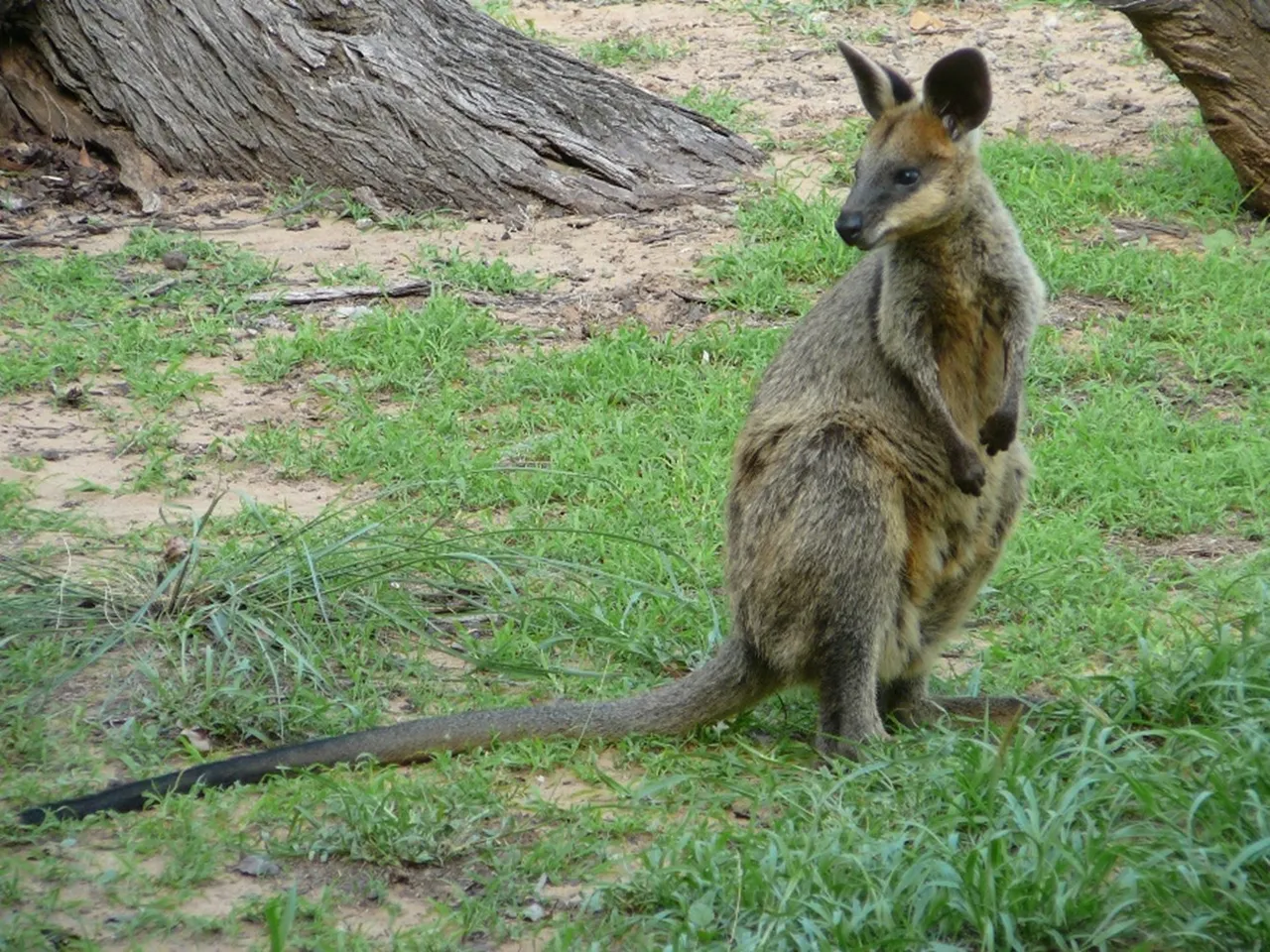 Swamp wallaby