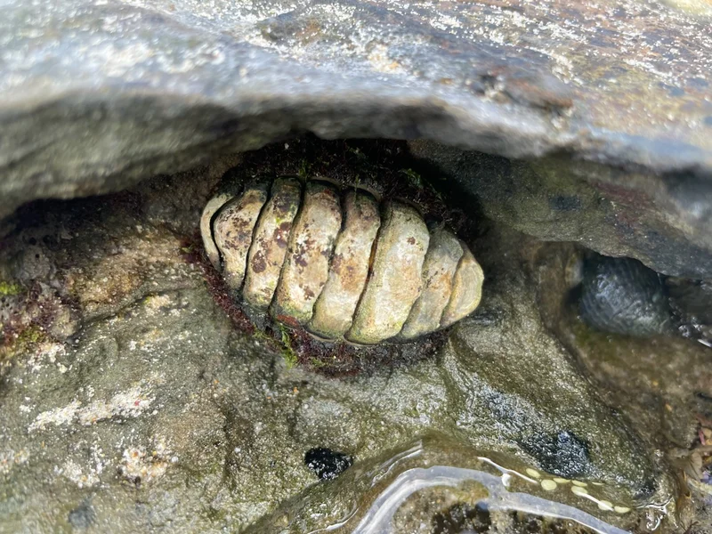 Week%208%20-%20Chiton.jpg