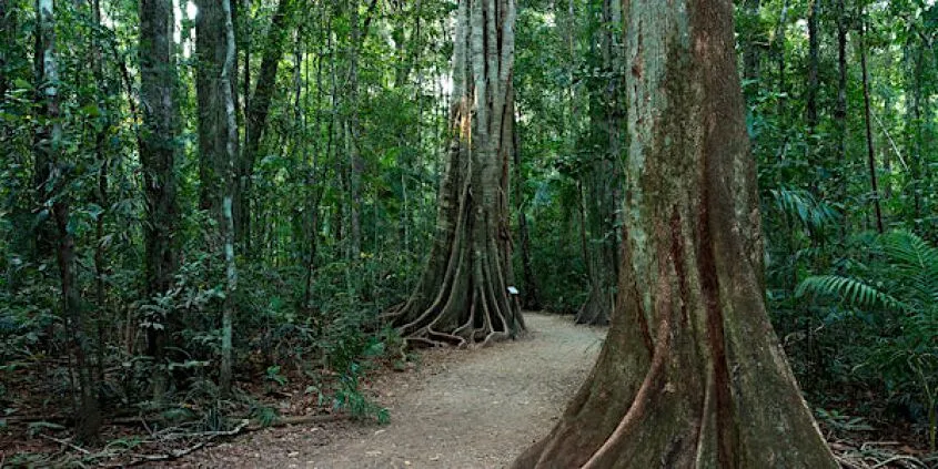 Mary Cairncross forest walk