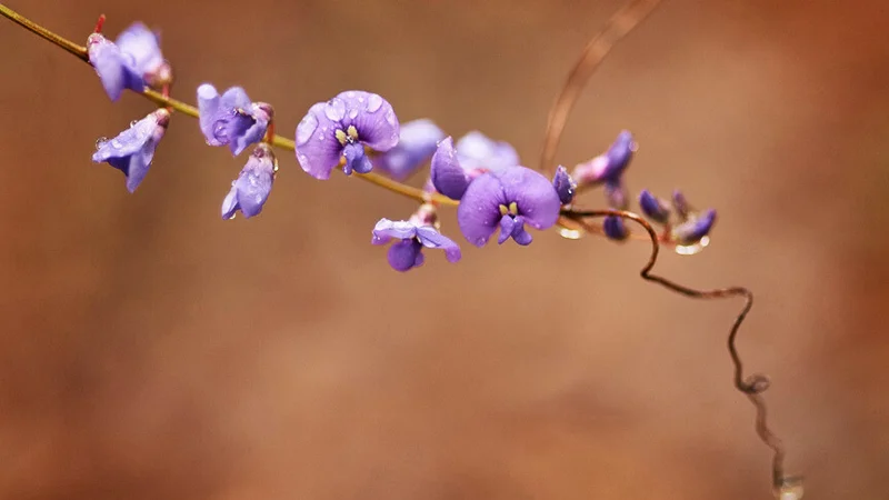 Native Sarsaparilla, Hardenbergia violacea