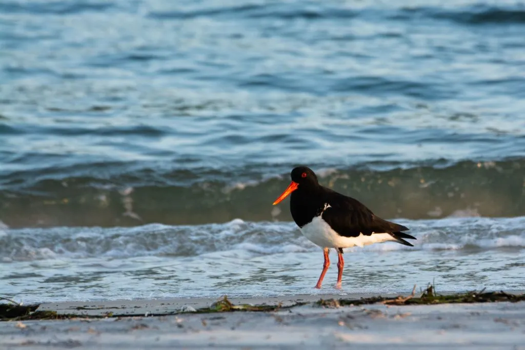 Pied-Oystercatcher-1-med-1024x683.jpg