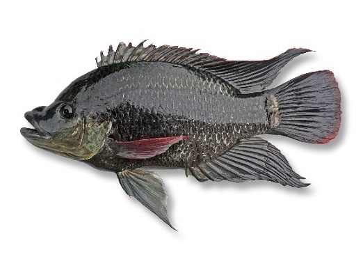 Tilapia
