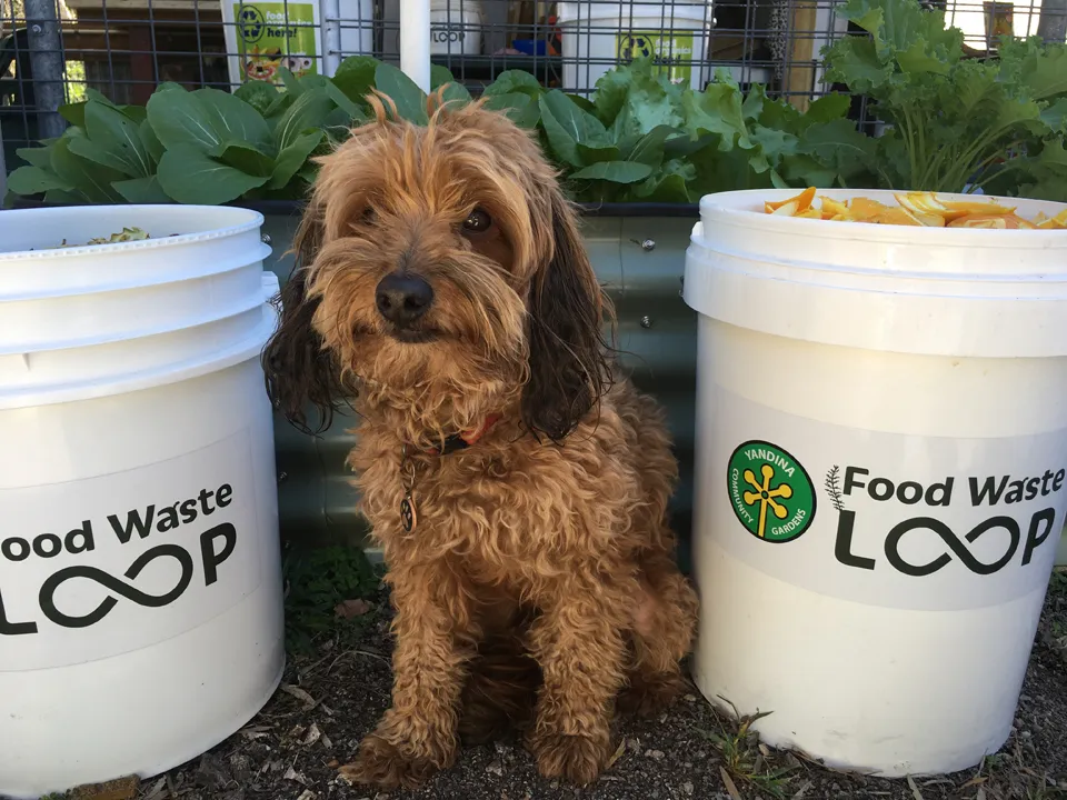 4.-louie-jay-compost-dog.jpg