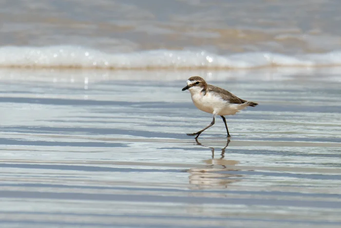 Female Red-capped Plover