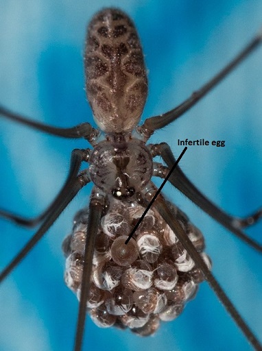 Daddy Longlegs: Spiders & Other Critters