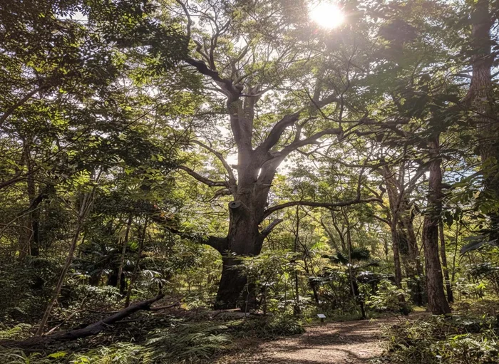 Discover a hidden bushland escape in Caloundra